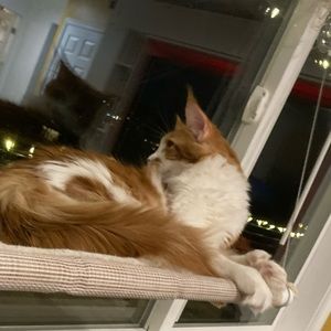 Meet your Posher, Daphne